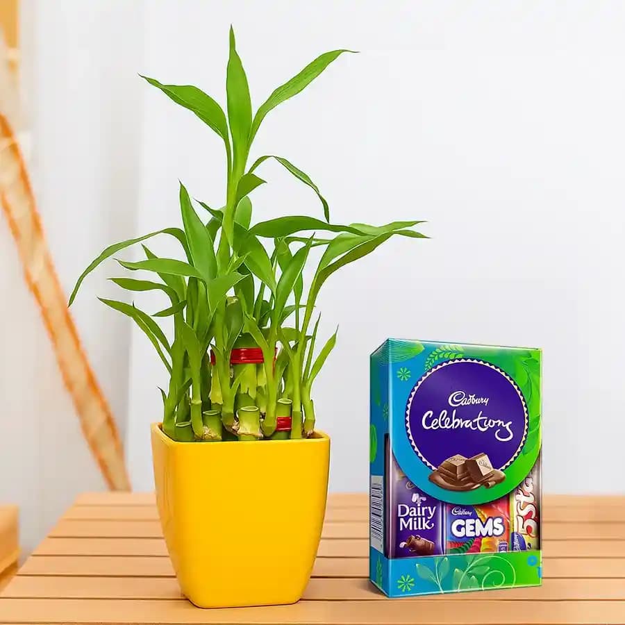 Lucky Bamboo with Sweet Cadbury Treat