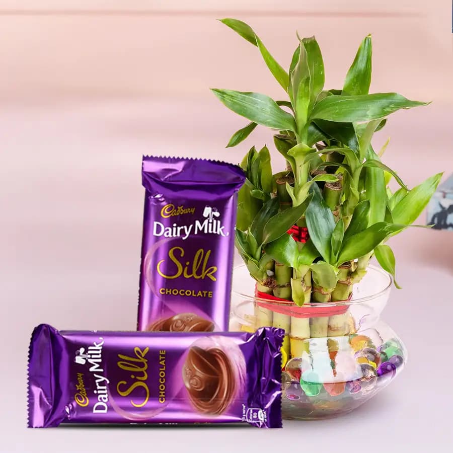 Good Luck 2 Tier Bamboo Plant with Cadbury Dairy Milk Silk