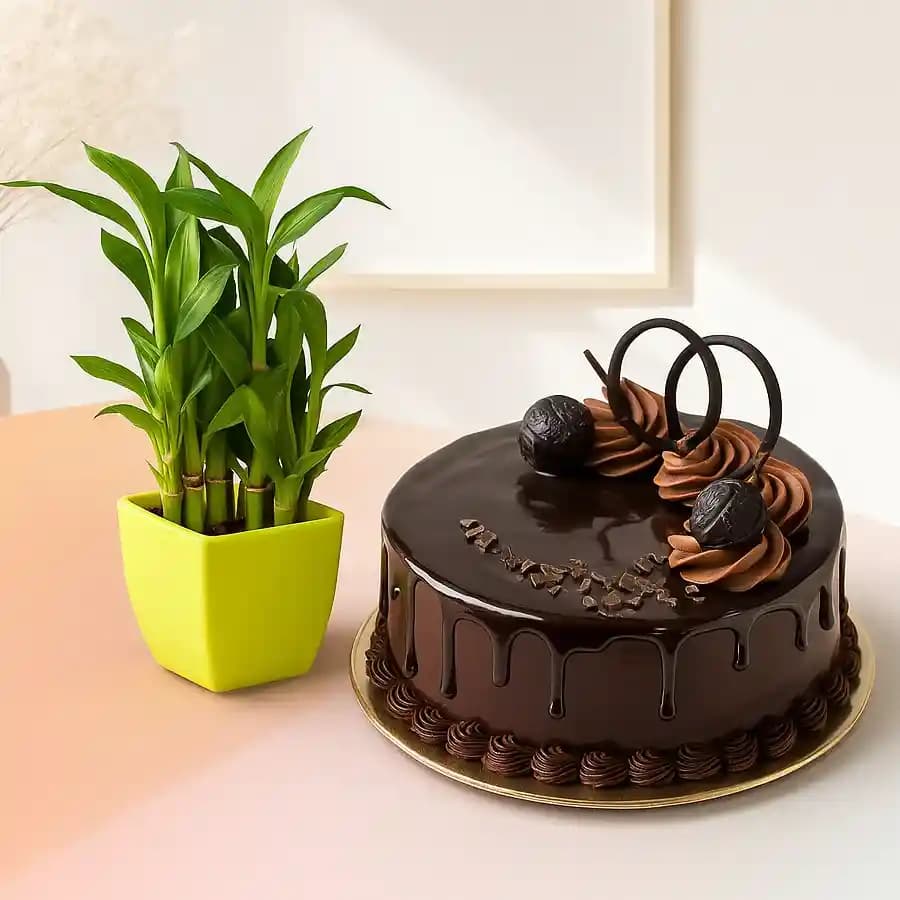 Tranquil Bamboo Duo with Rich Chocolate Cake