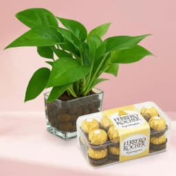 Charming Money Plant & Luxury Chocolate Bouquet 1