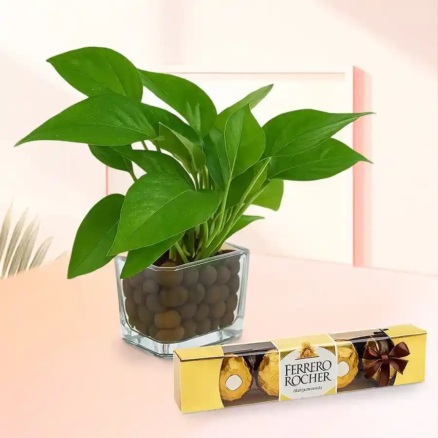 Lush Green Money Plant with Gourmet Chocolate