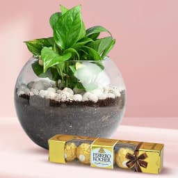 Decorative Money Plant in a Glass Vase with Ferrero Rocher Chocolates 1