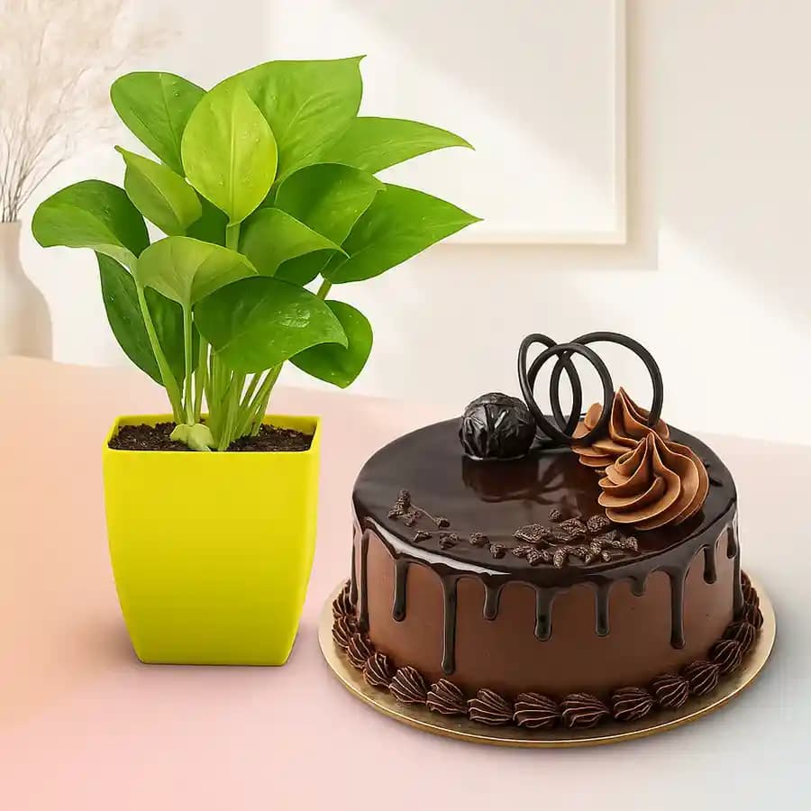 Divine Delight: Plant & Cake Duo