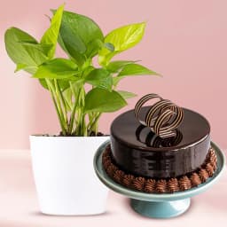 Marvelous Money Plant in Plastic Pot with Chocolate Truffle Cake 1