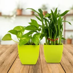 Serene Green Gift Set for Prosperity 1