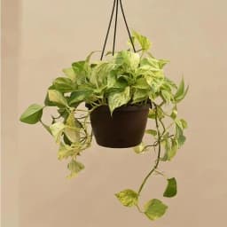 Lively Hanging Money Plant for Enriching Spaces 1