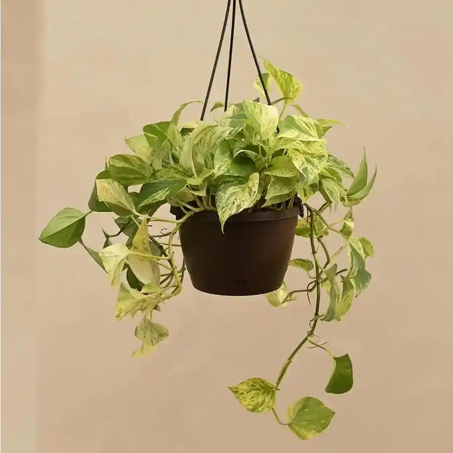 Lively Hanging Money Plant for Enriching Spaces