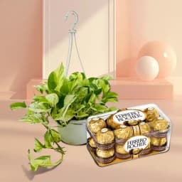 Joyful Hanging Greenery with Chocolate Delight 1