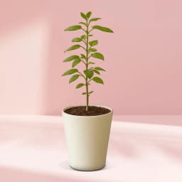 Serene Tulsi in Chic Glass Container 1