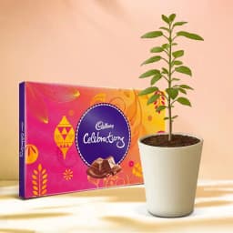 Tulsi Delight with Sweet Treats 1