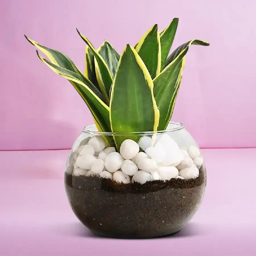 Elegant Milt Sansevieria in Stylish Glass Container