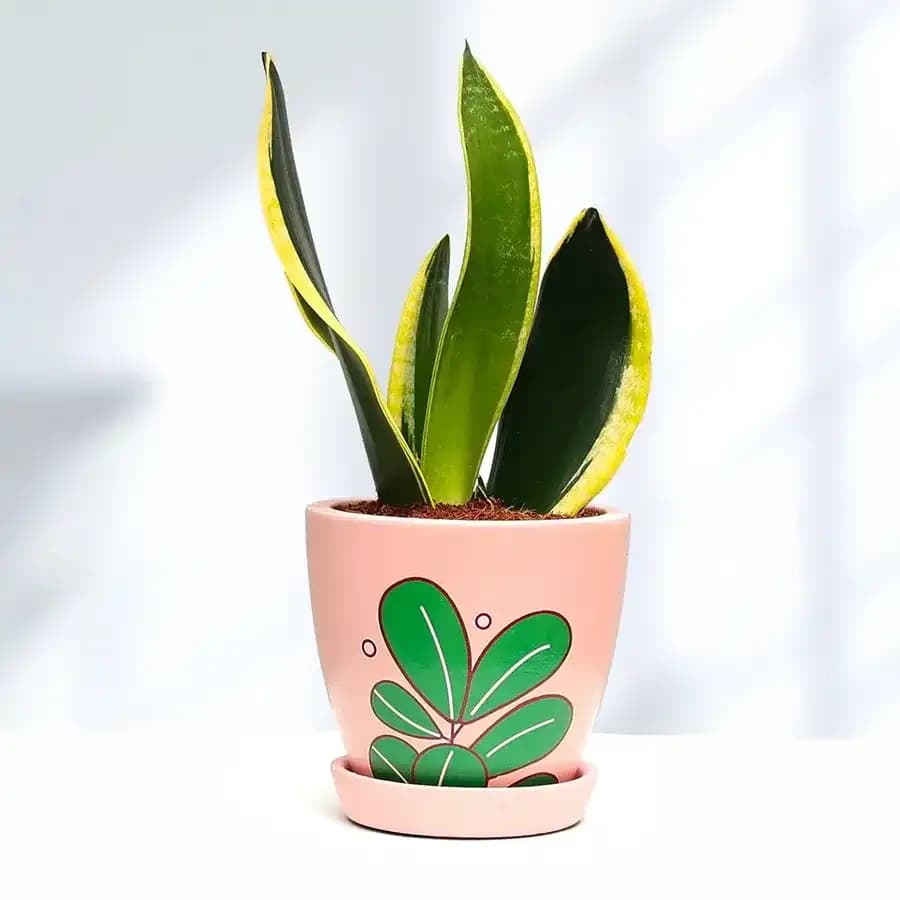 Charming Sansevieria in a Stylish Pot