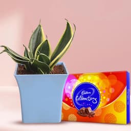 Blooming Milt Sansevieria Plant in a Plastic Pot with Cadbury Celebration Pack 1