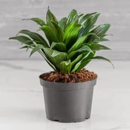 Elegant Dracaena Compacta Houseplant 1