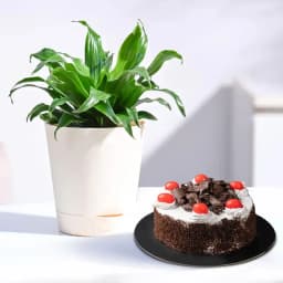 Decadent Chocolate Cherry Cake & Stylish Dracenea 1