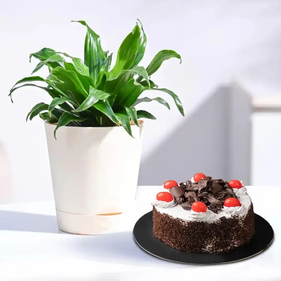 Decadent Chocolate Cherry Cake & Stylish Dracenea