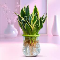 Serene Snake Plant in Crystal Vessel 1