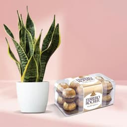 Tranquil Succulent Surprise with Gourmet Delights 1