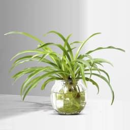 Charming Spider Plant in Transparent Container 1