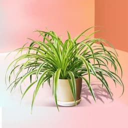 Vibrant Spider Plant in Decorative Planter 1
