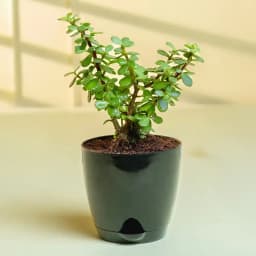 Lucky Jade Plant: A Touch of Green Bliss 1