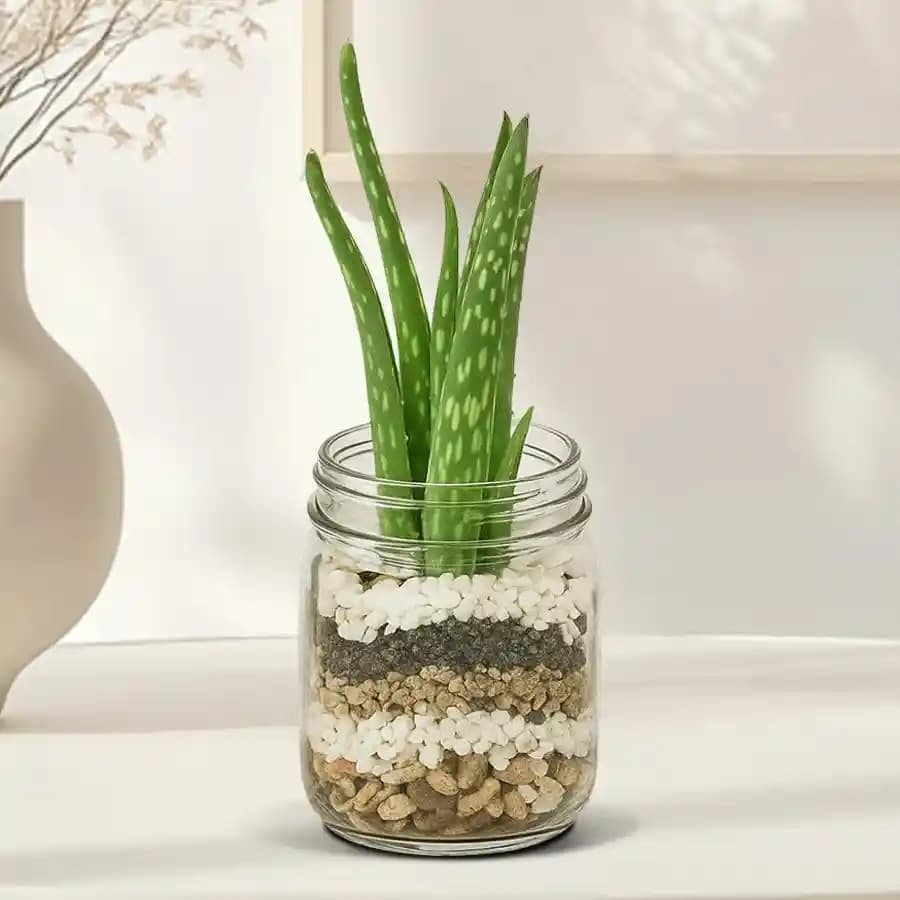 Aloe Vera Bliss in Elegant Glass Planter