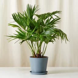 Chic China Palm in Modern Ceramic Planter 1