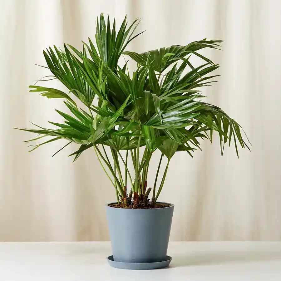 Chic China Palm in Modern Ceramic Planter
