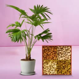 Exquisite China Palm & Gourmet Dried Fruits Set 1