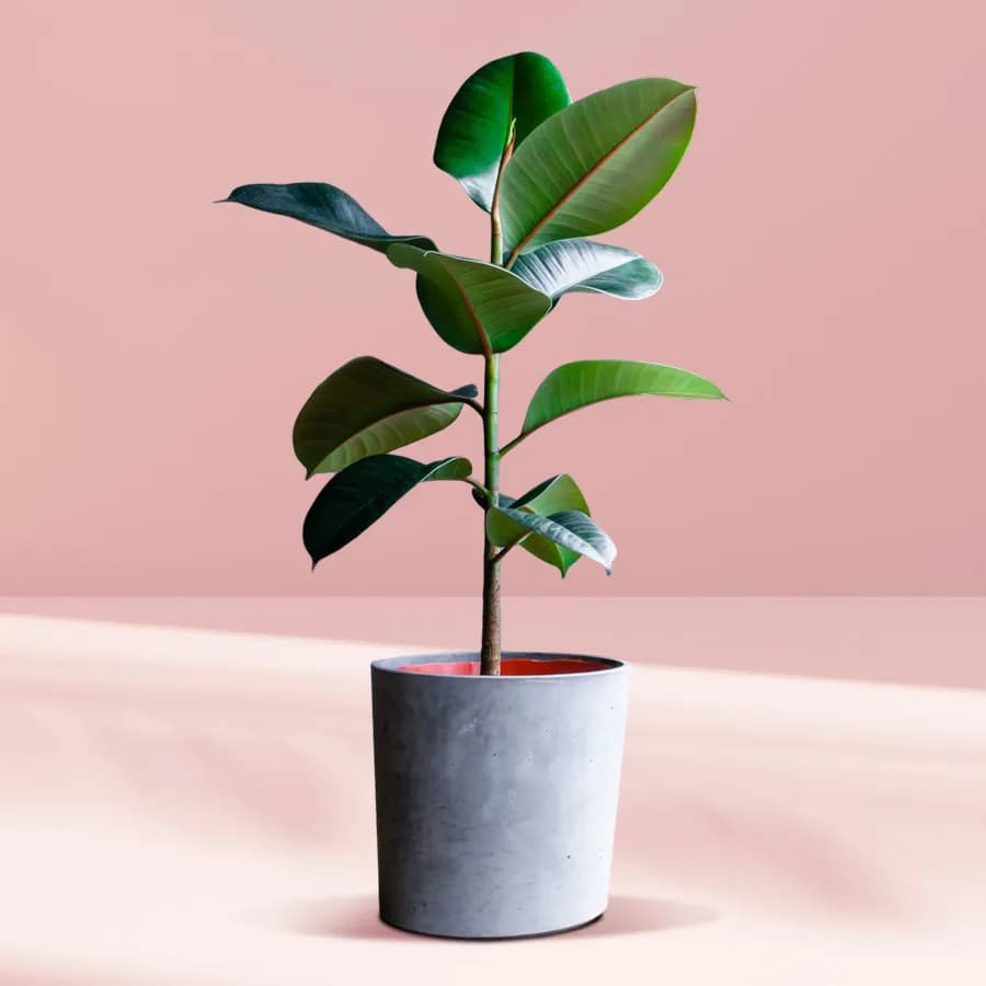 Lively Green Rubber Plant Gift