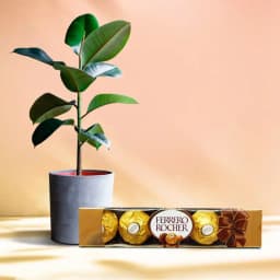 Lush Love: Rubber Plant & Chocolate Treats 1