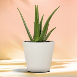 Aloe Vera Delight in Chic Container 1