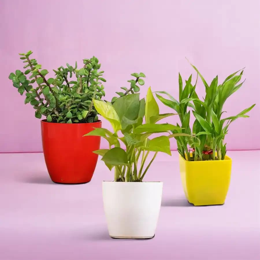 Trio of Prosperity Plants