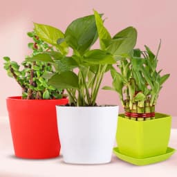 Charming Gift of 3 Indoor Plants for Health Wealth N Luck 1