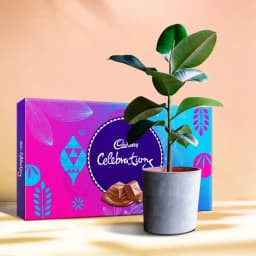 Lush Green Delight with Chocolate Treats 1