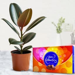 Eye Catching Gift of Rubber Plant with Chocolate 1