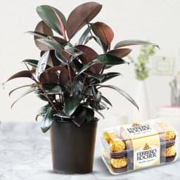 Premium Air Purifying Rubber Plant with Chocolates 1