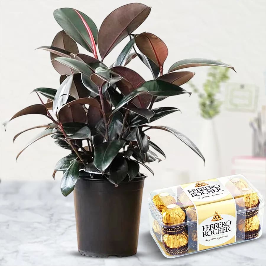 Premium Air Purifying Rubber Plant with Chocolates