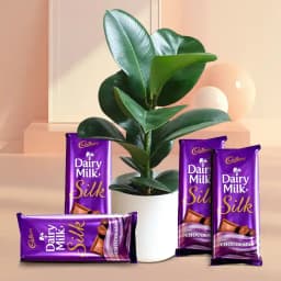 Elegant Indoor Greenery with Chocolate Indulgence 1