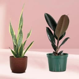Dynamic Greens: Rubber and Snake Plant Duo 1