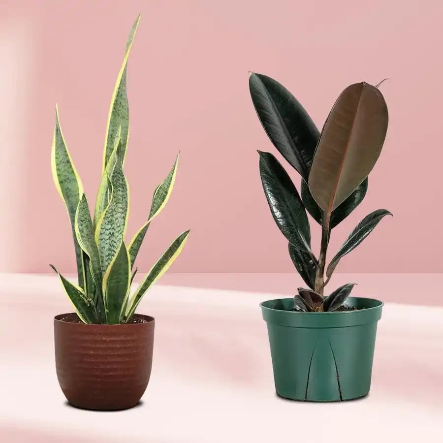 Dynamic Greens: Rubber and Snake Plant Duo