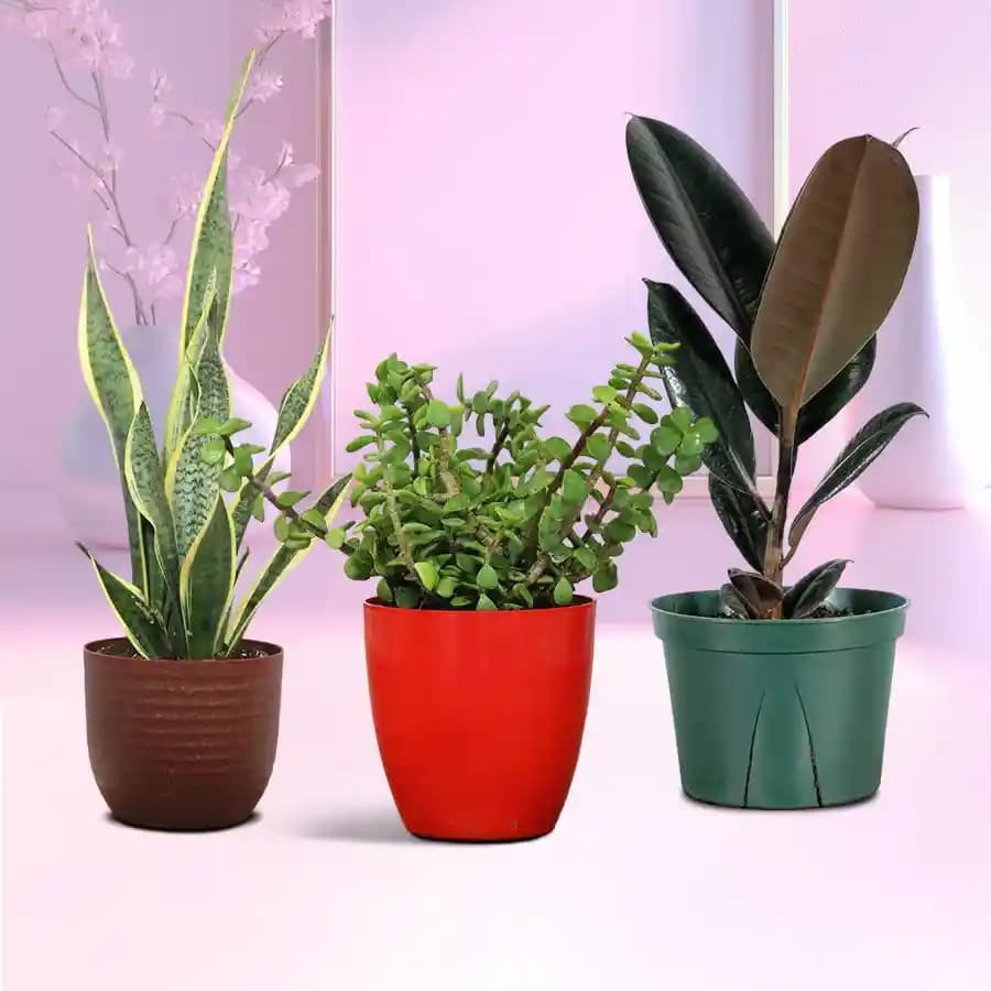 Indoor Oasis Plant Gift Set