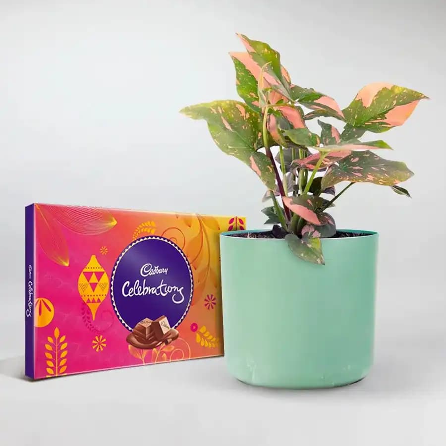 Choco-Charmer: Syngonium & Sweet Treats