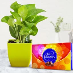Splendid Indoor Decor Syngonium Plant with Chocolates 1
