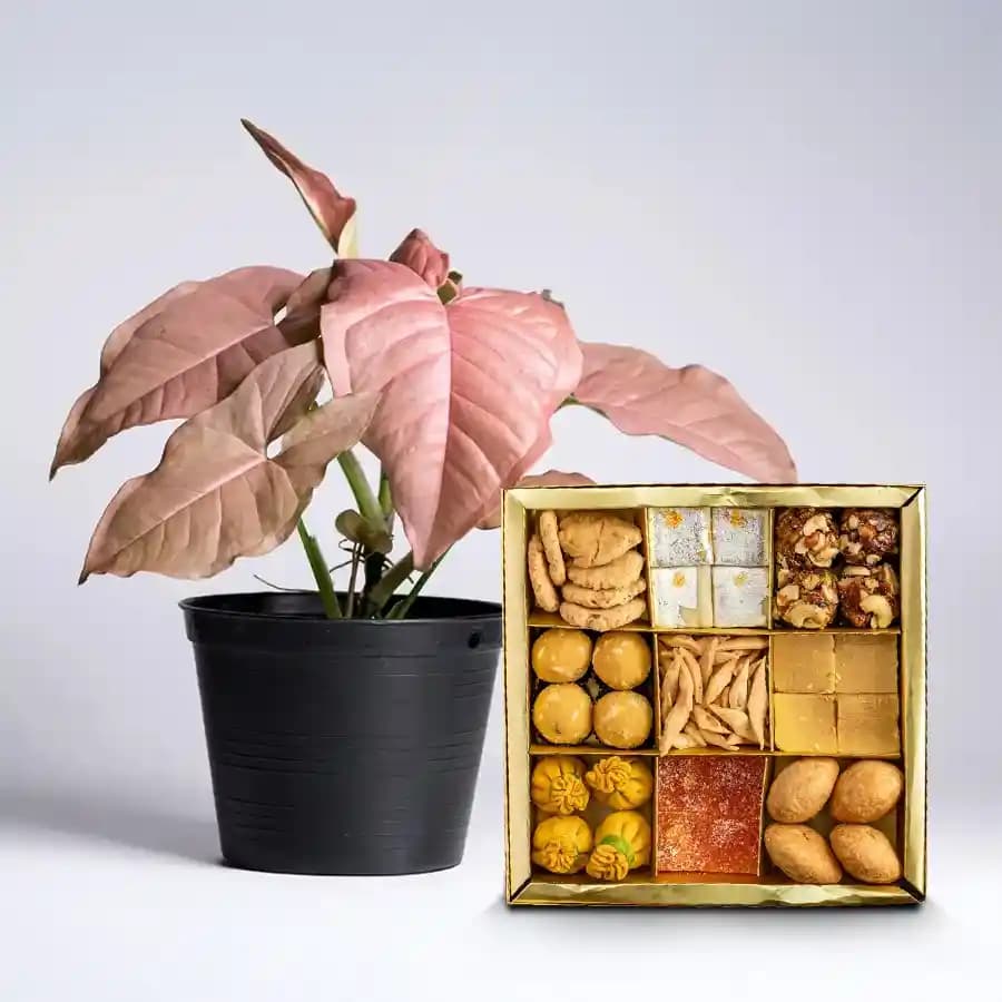Joyful Green Syngonium Gift Set