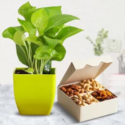 Graceful Syngonium Plant with Assorted Dry Fruits 1