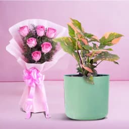 Syngonium Serenity with Blushing Roses 1