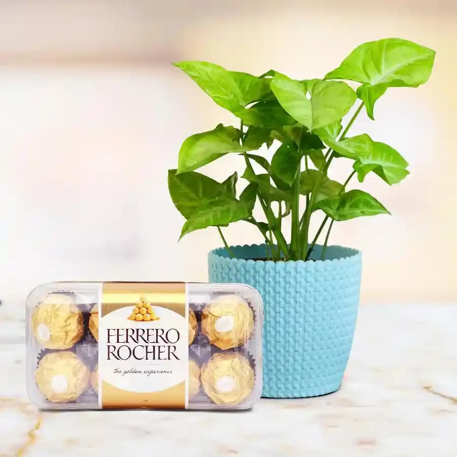 Charming Chocolate & Greenery Delight