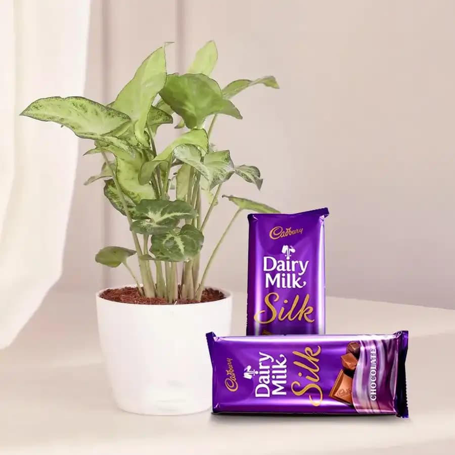 Charming Syngonium & Sweet Treat Duo