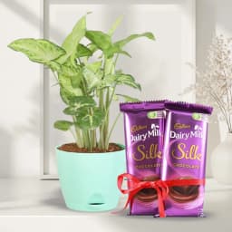 Delicate Combo Gift of Syngonium Plant with Chocolate 1